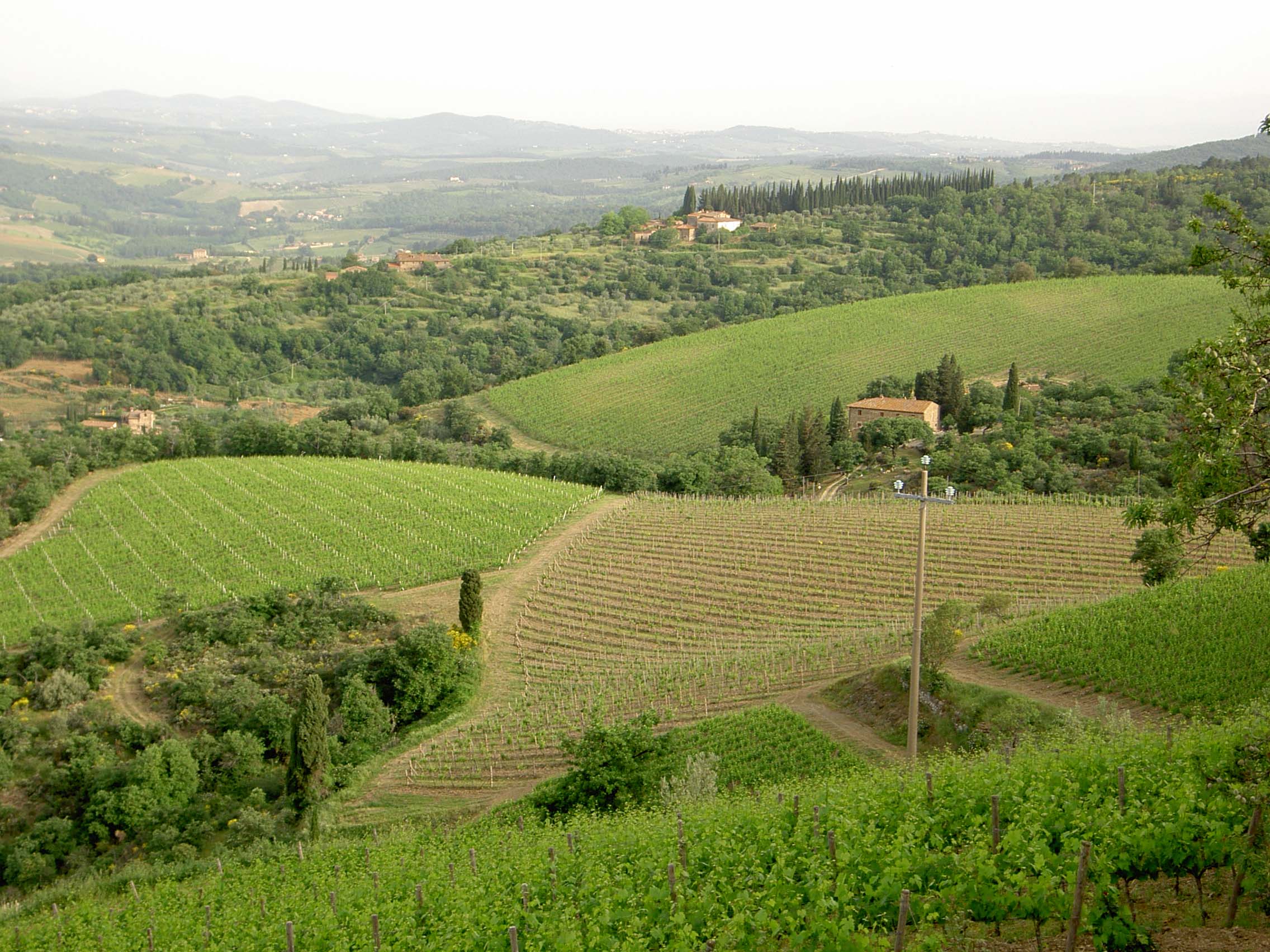 Poggio Scalette Chianti Classico Vineyards in Ruffoli, Greve in Chianti